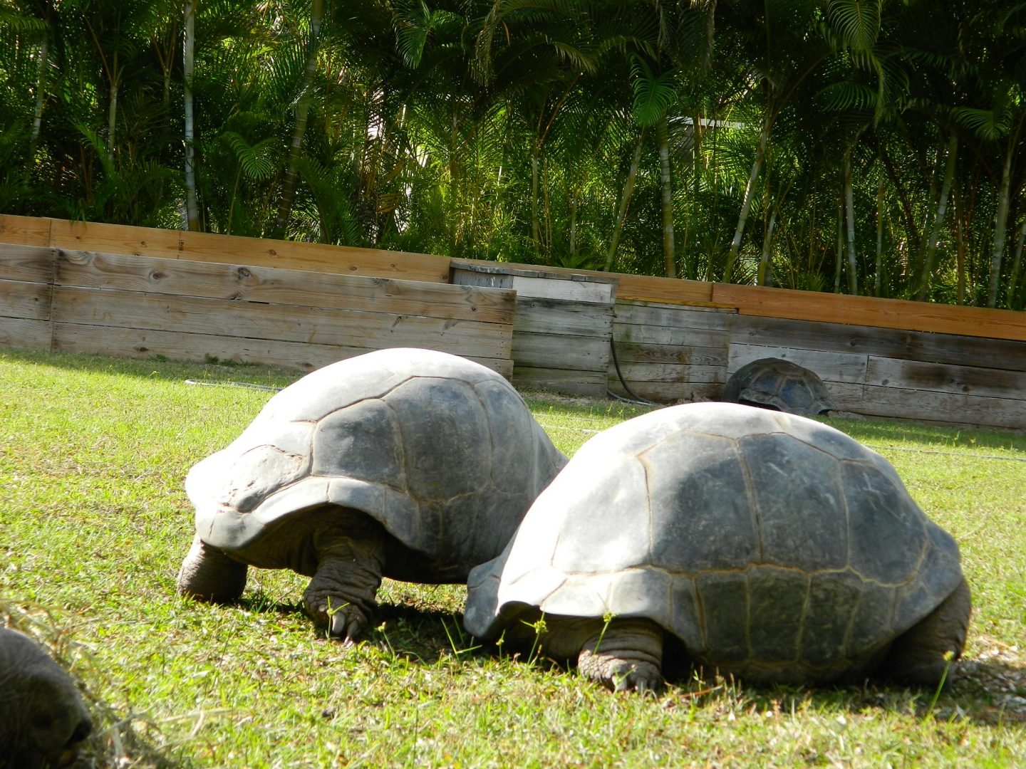 ALDABRA BREEDER
