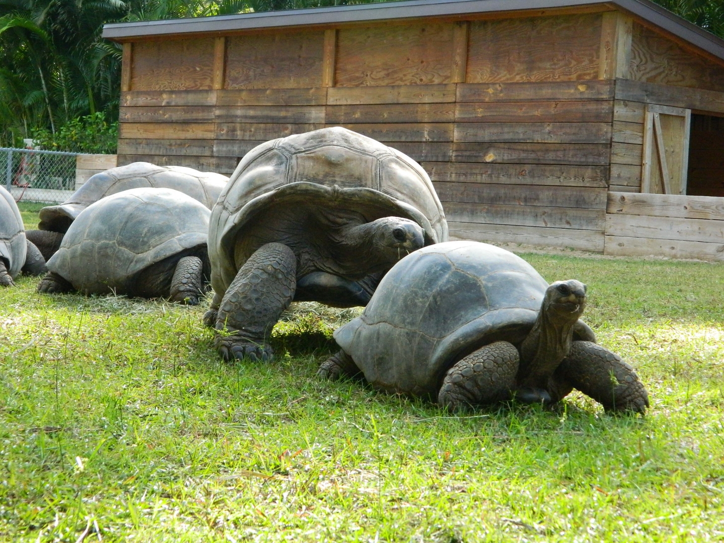 ALDABRA BREEDER