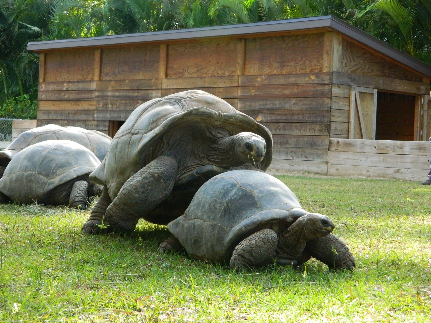 ALDABRA BREEDER