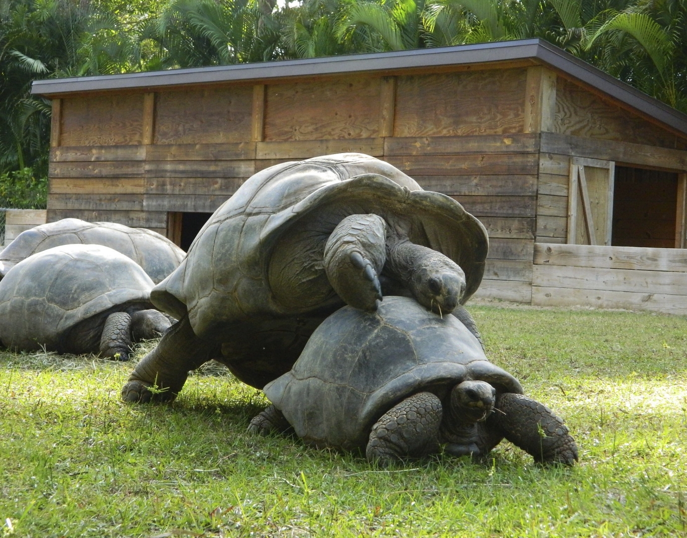 ALDABRA BREEDER