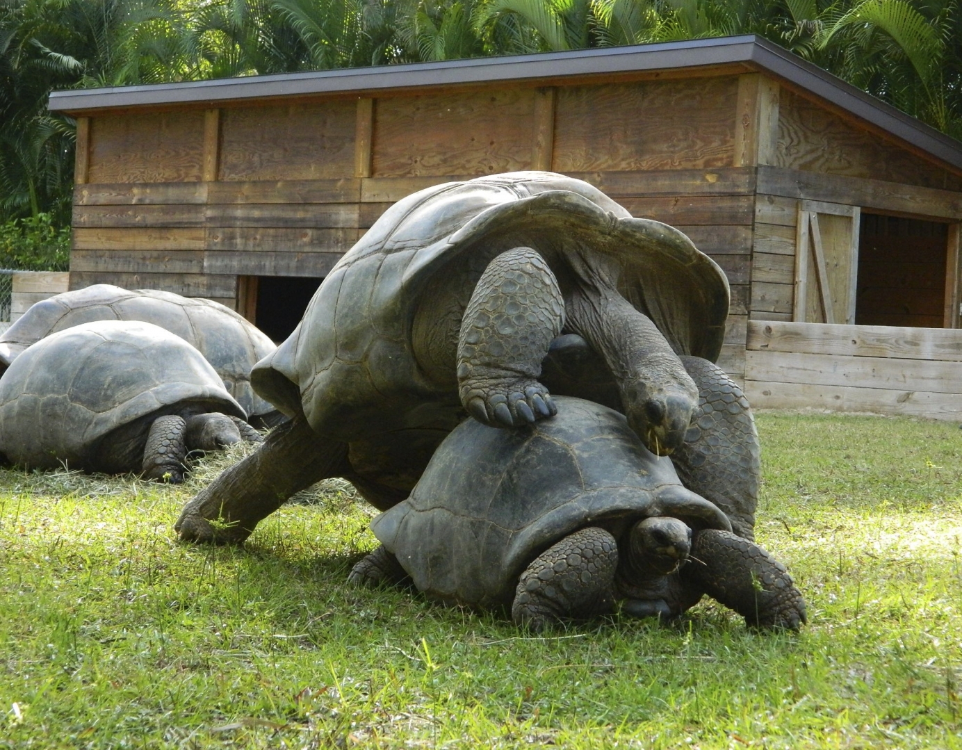 ALDABRA BREEDER