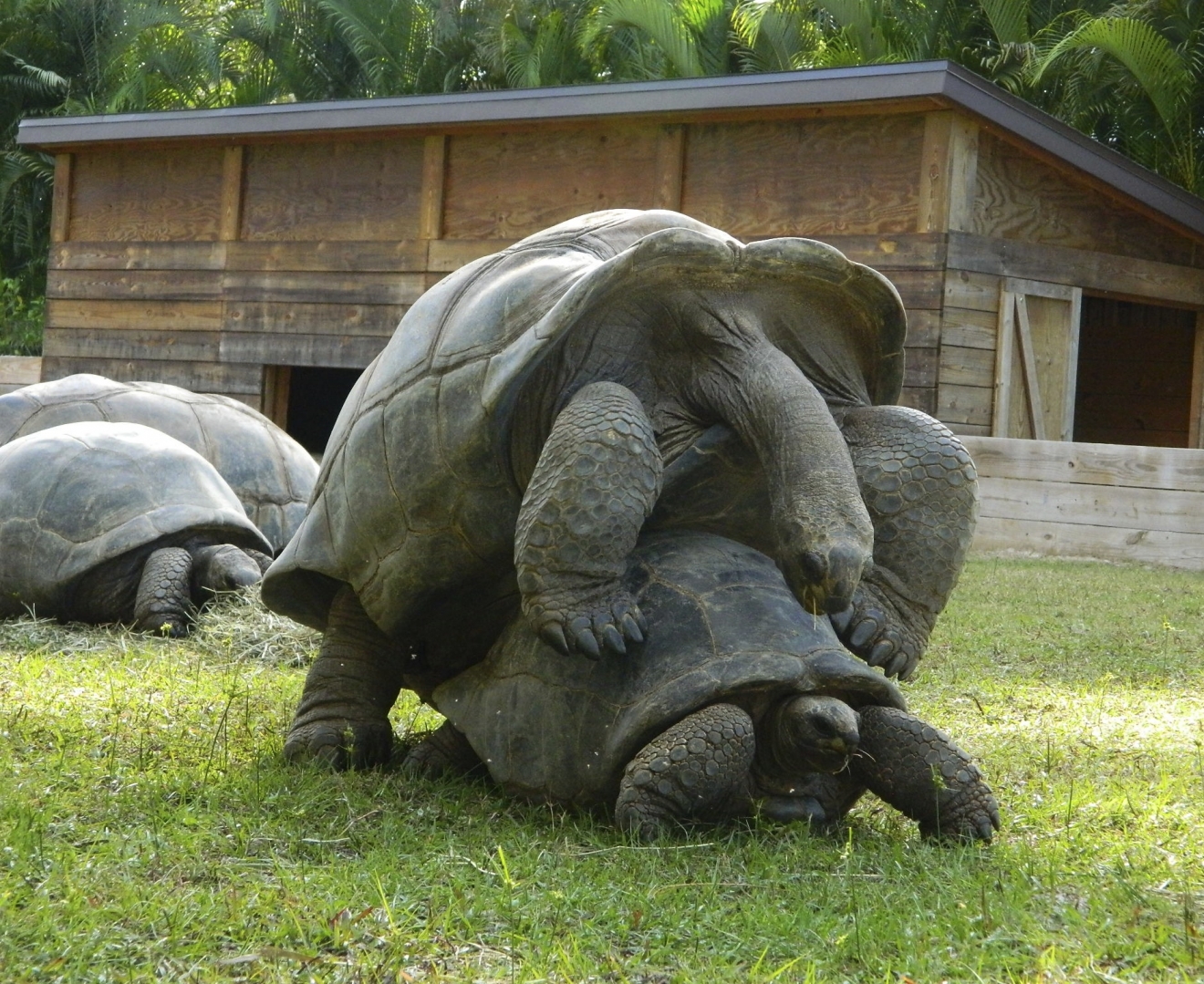 ALDABRA BREEDER