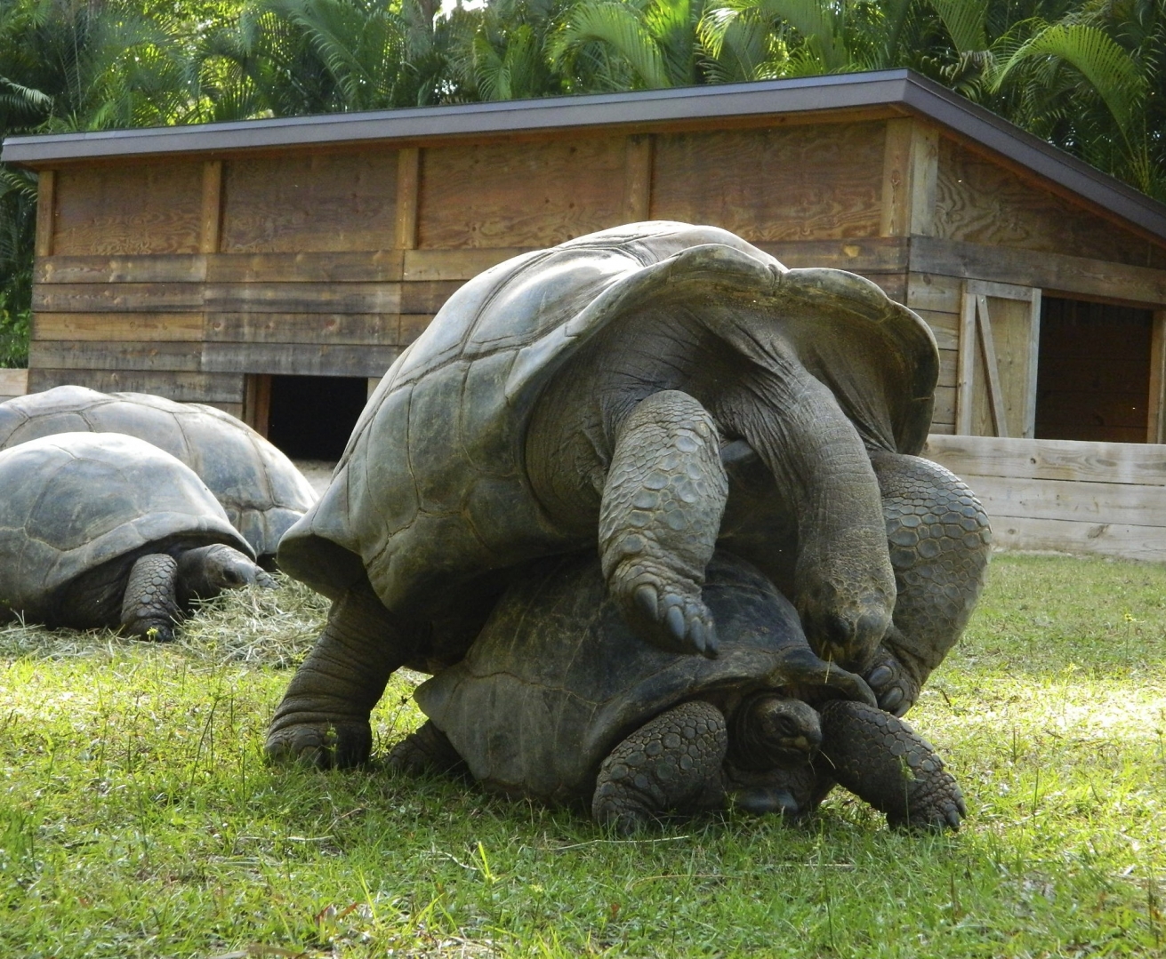 ALDABRA BREEDER