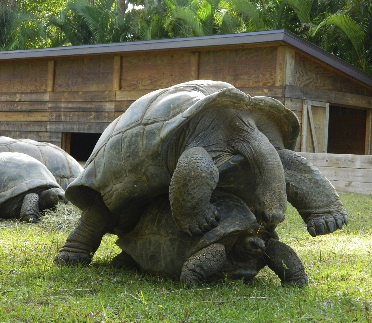 ALDABRA BREEDER