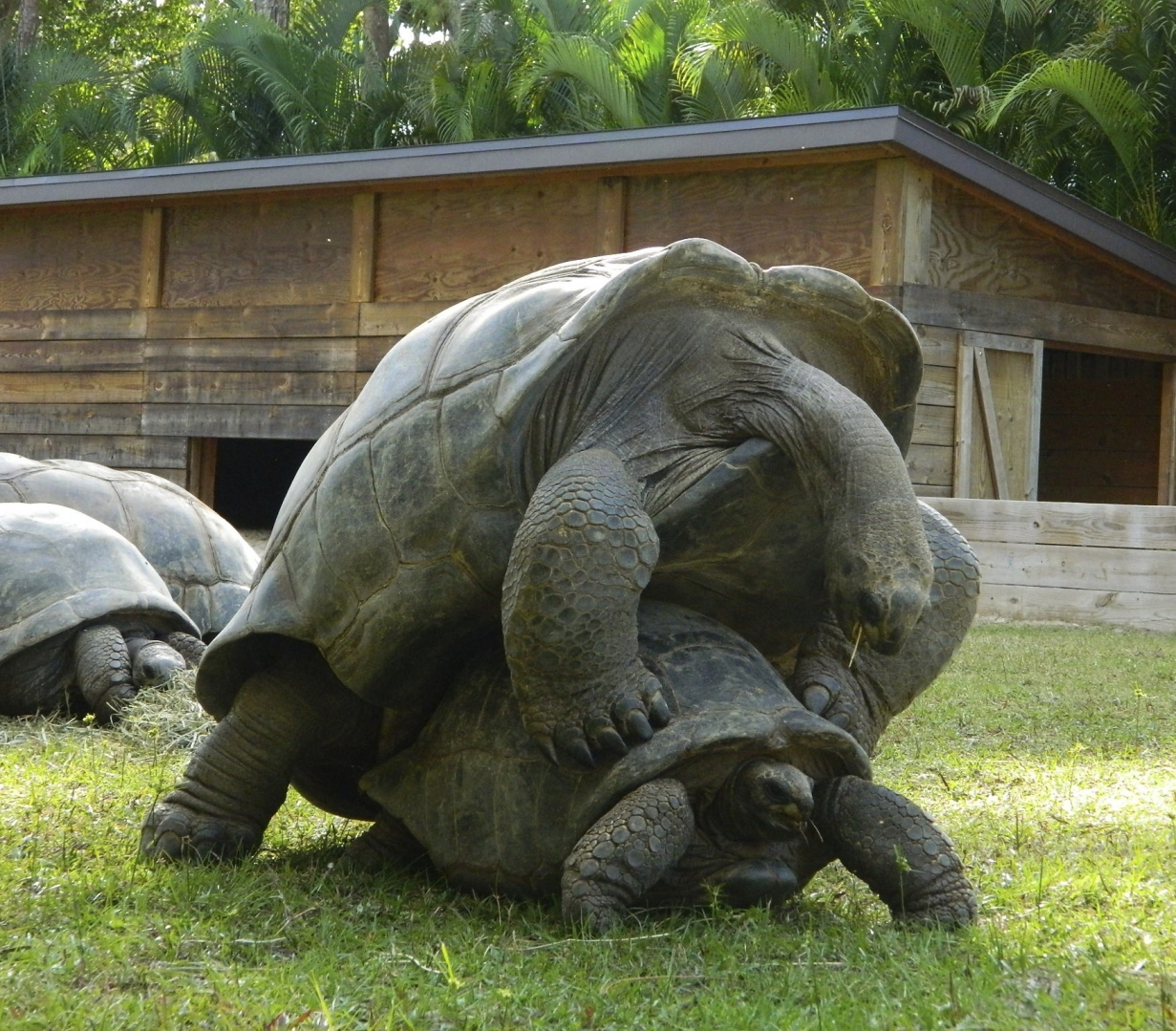 ALDABRA BREEDER