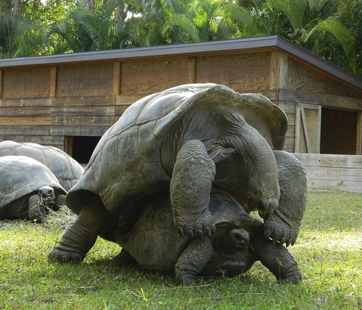 ALDABRA BREEDER