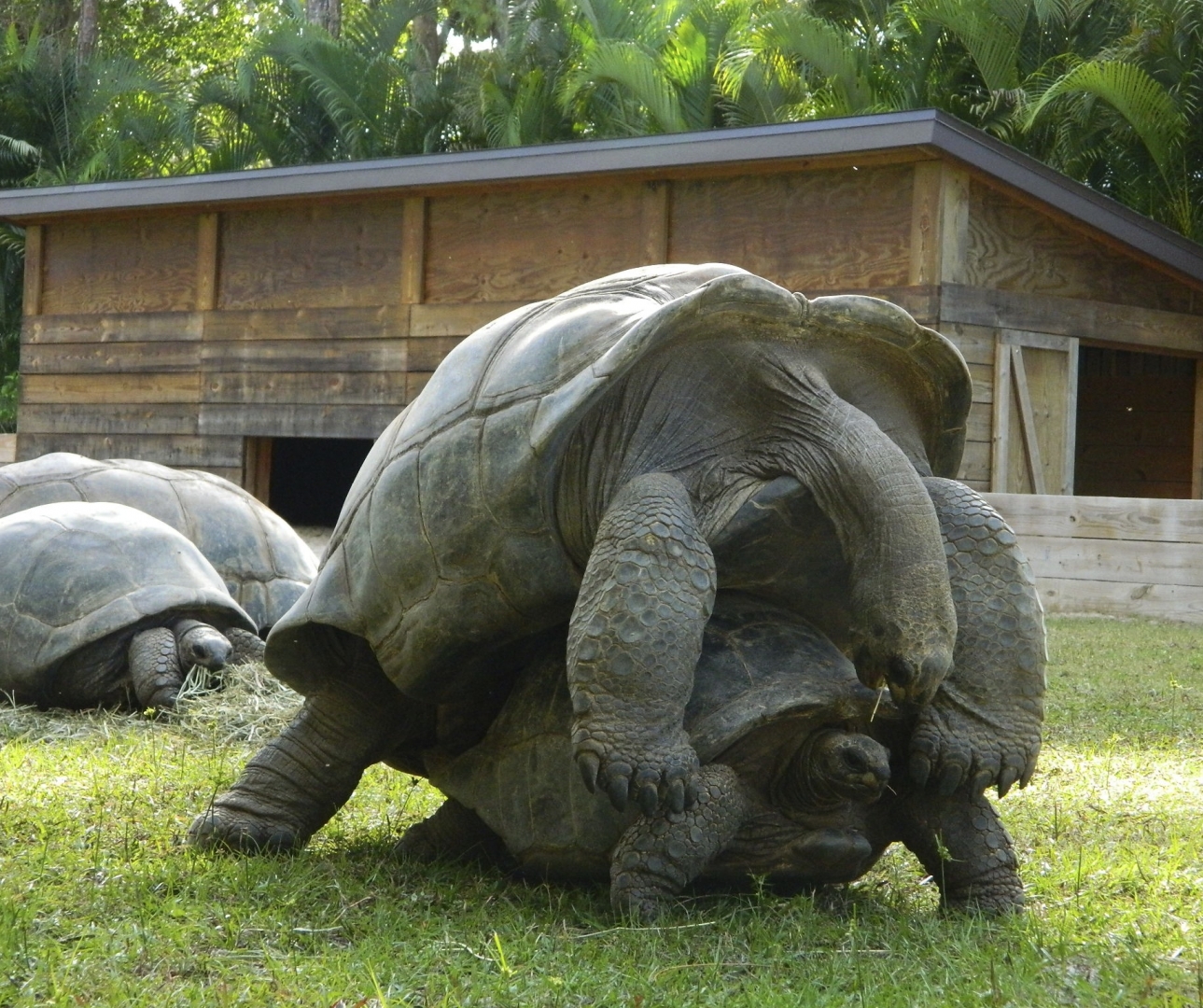 ALDABRA BREEDER