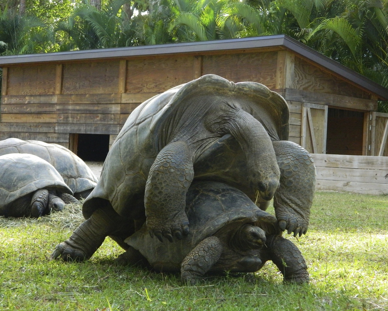 ALDABRA BREEDER