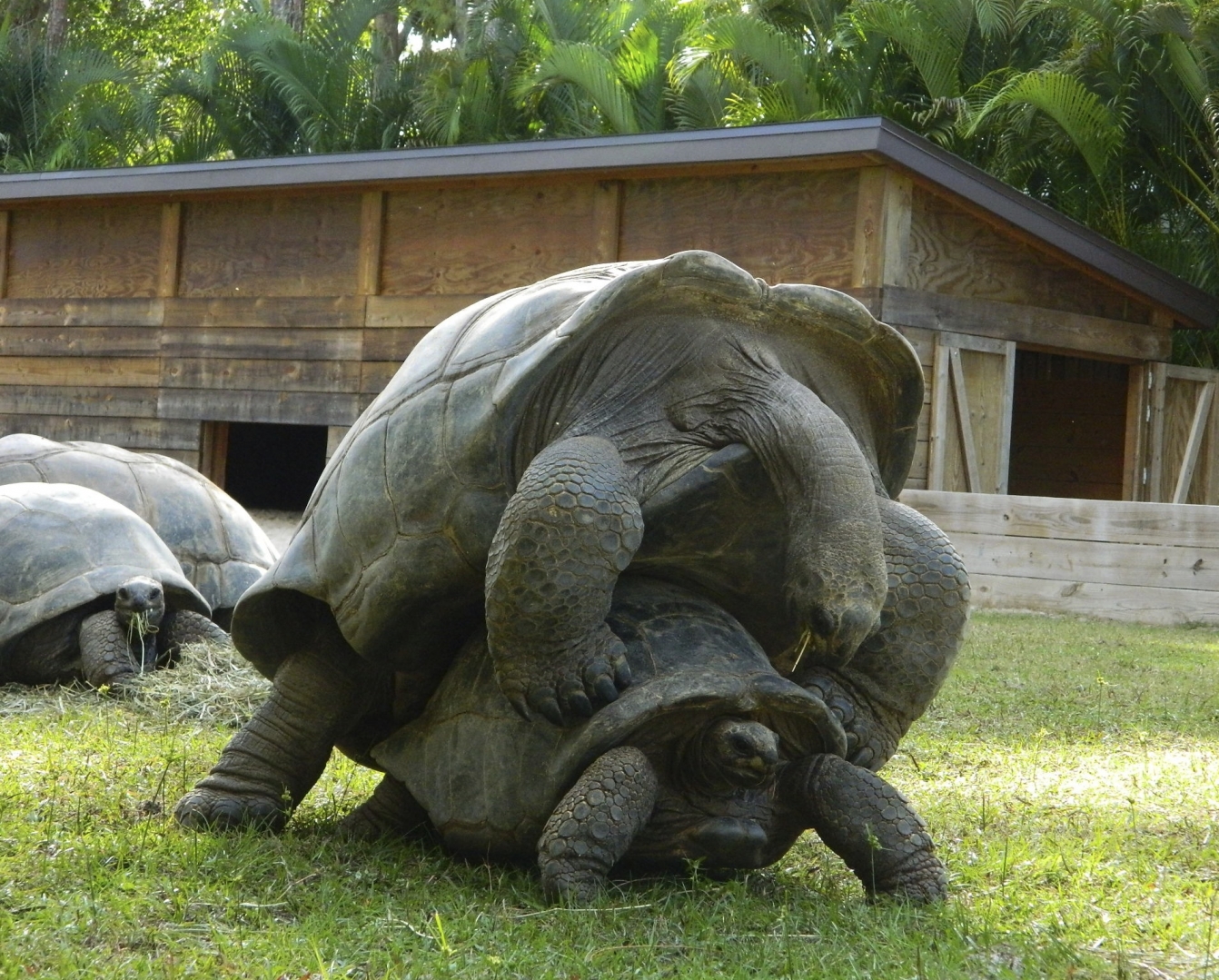ALDABRA BREEDER
