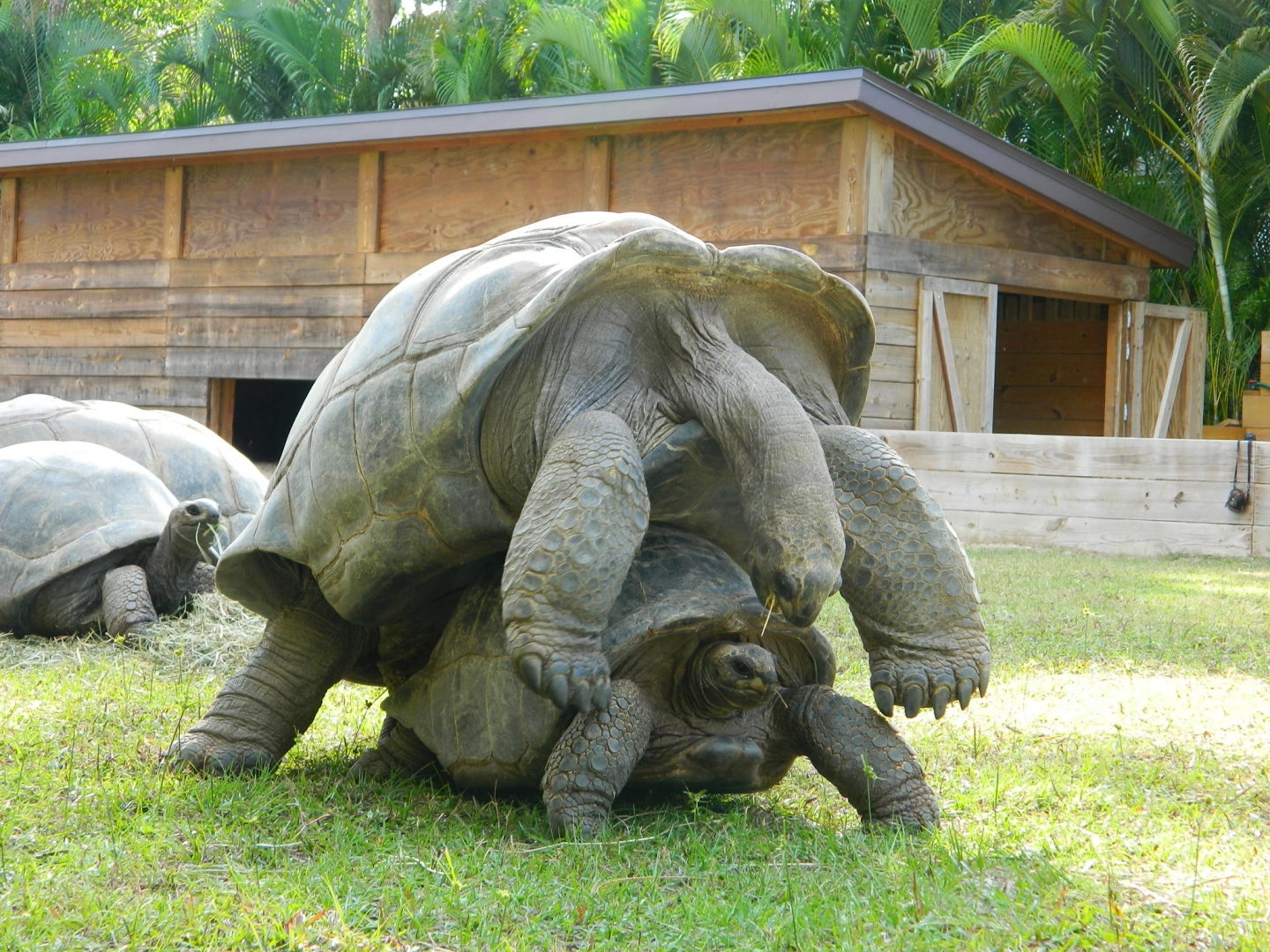 ALDABRA BREEDER
