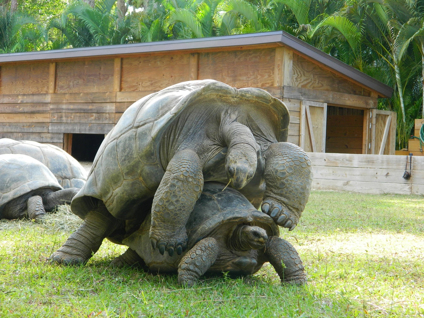 ALDABRA BREEDER