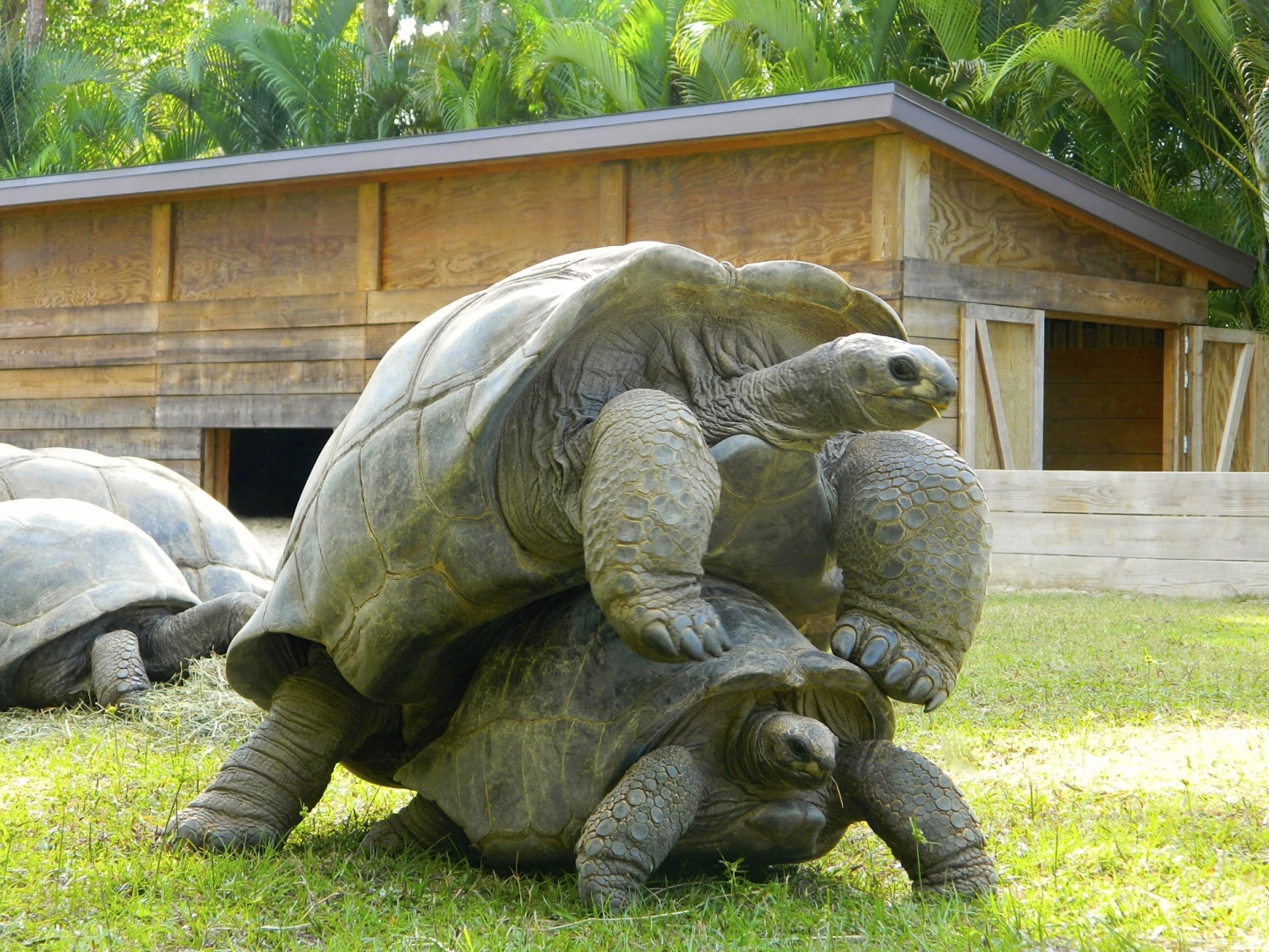 ALDABRA BREEDER