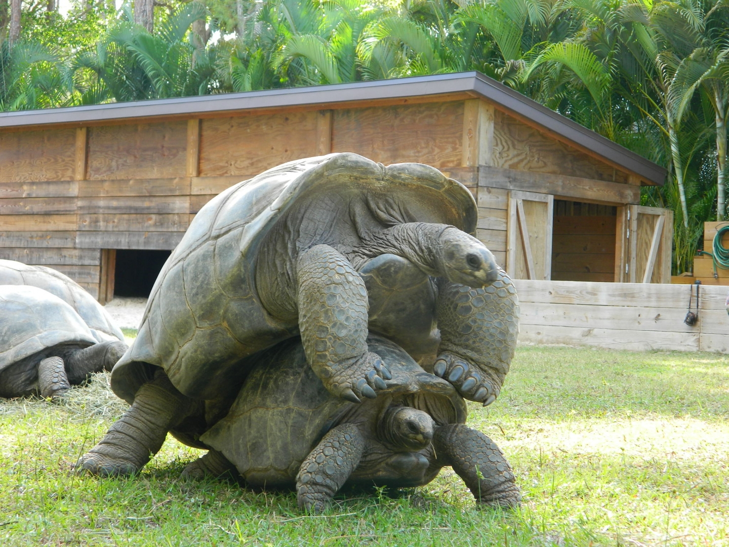 ALDABRA BREEDER