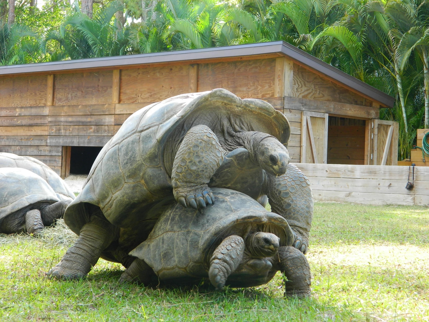 ALDABRA BREEDER
