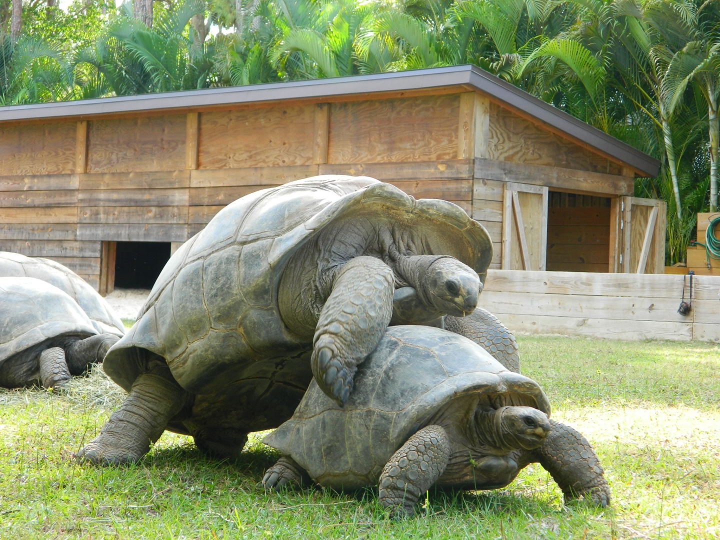 ALDABRA BREEDER