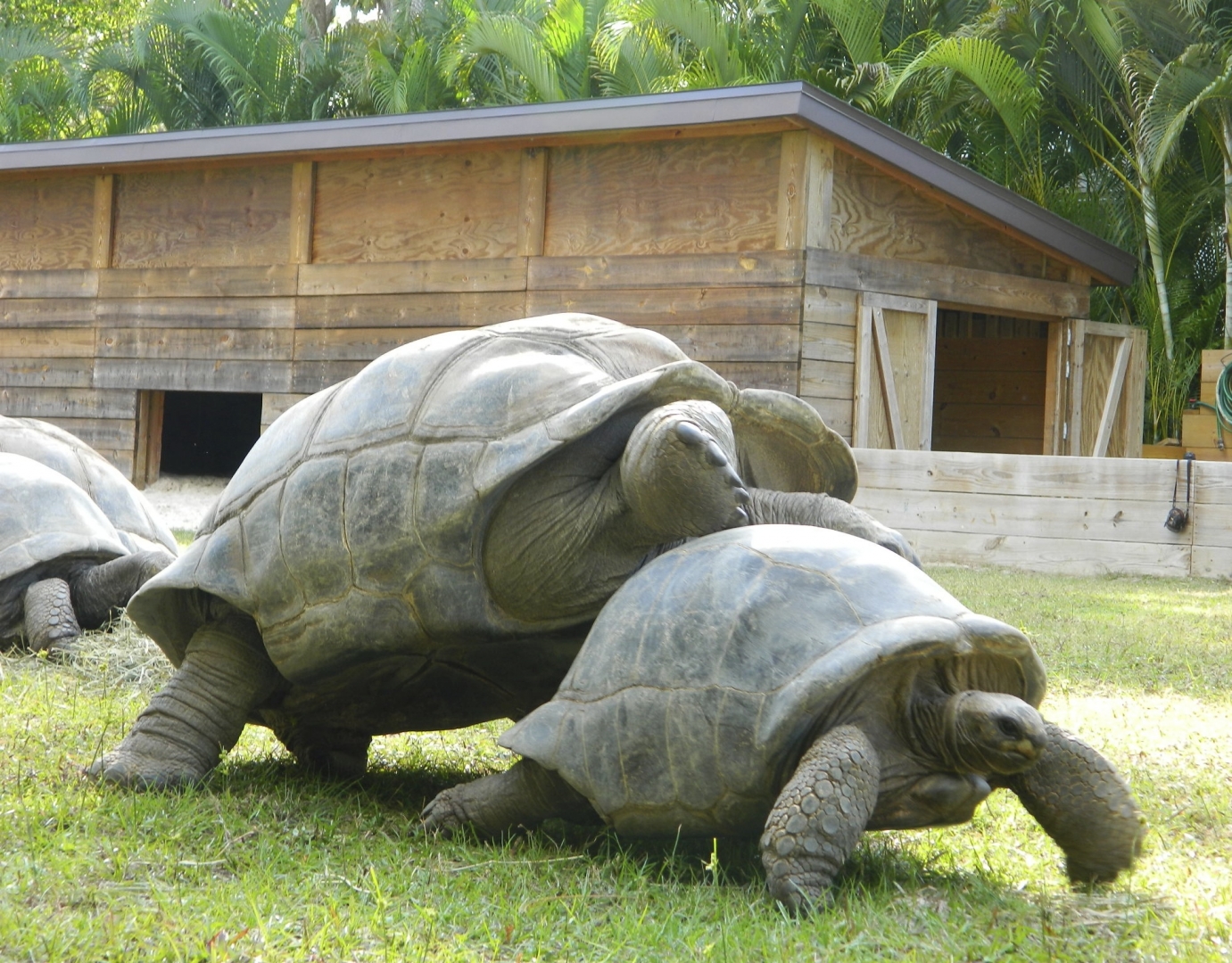 ALDABRA BREEDER