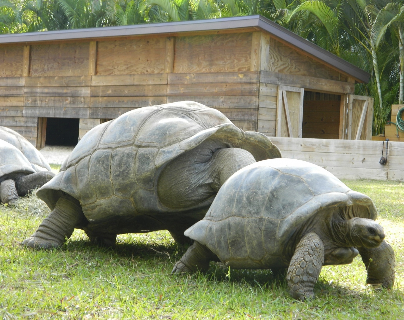 ALDABRA BREEDER