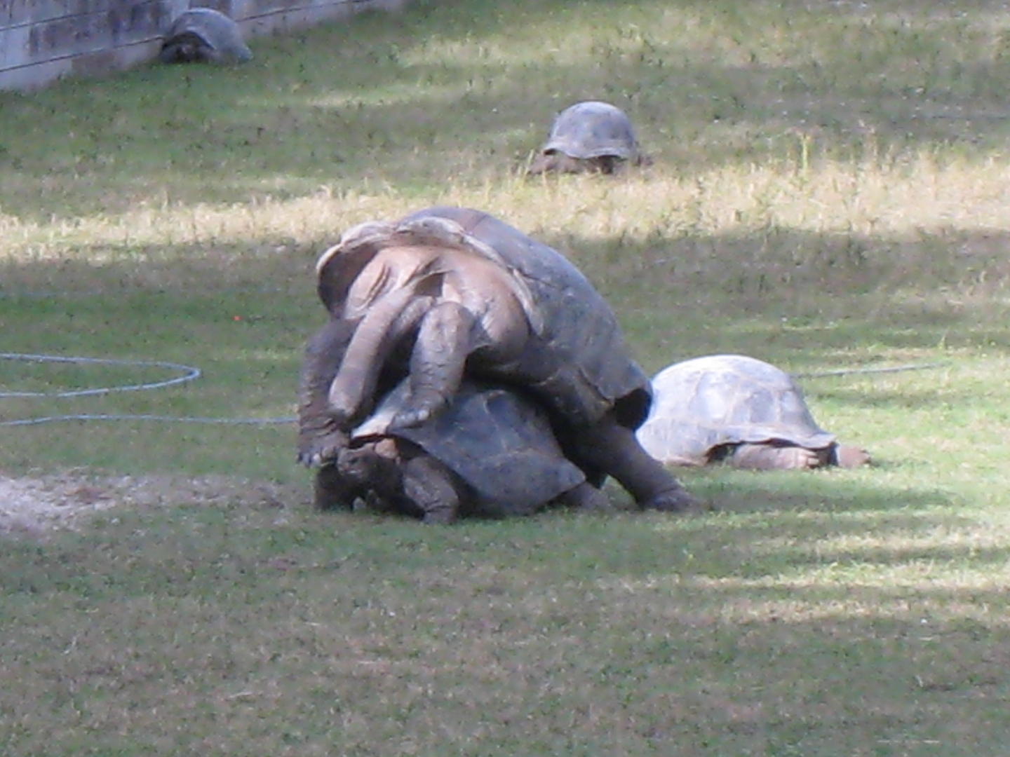 ALDABRA BREEDER