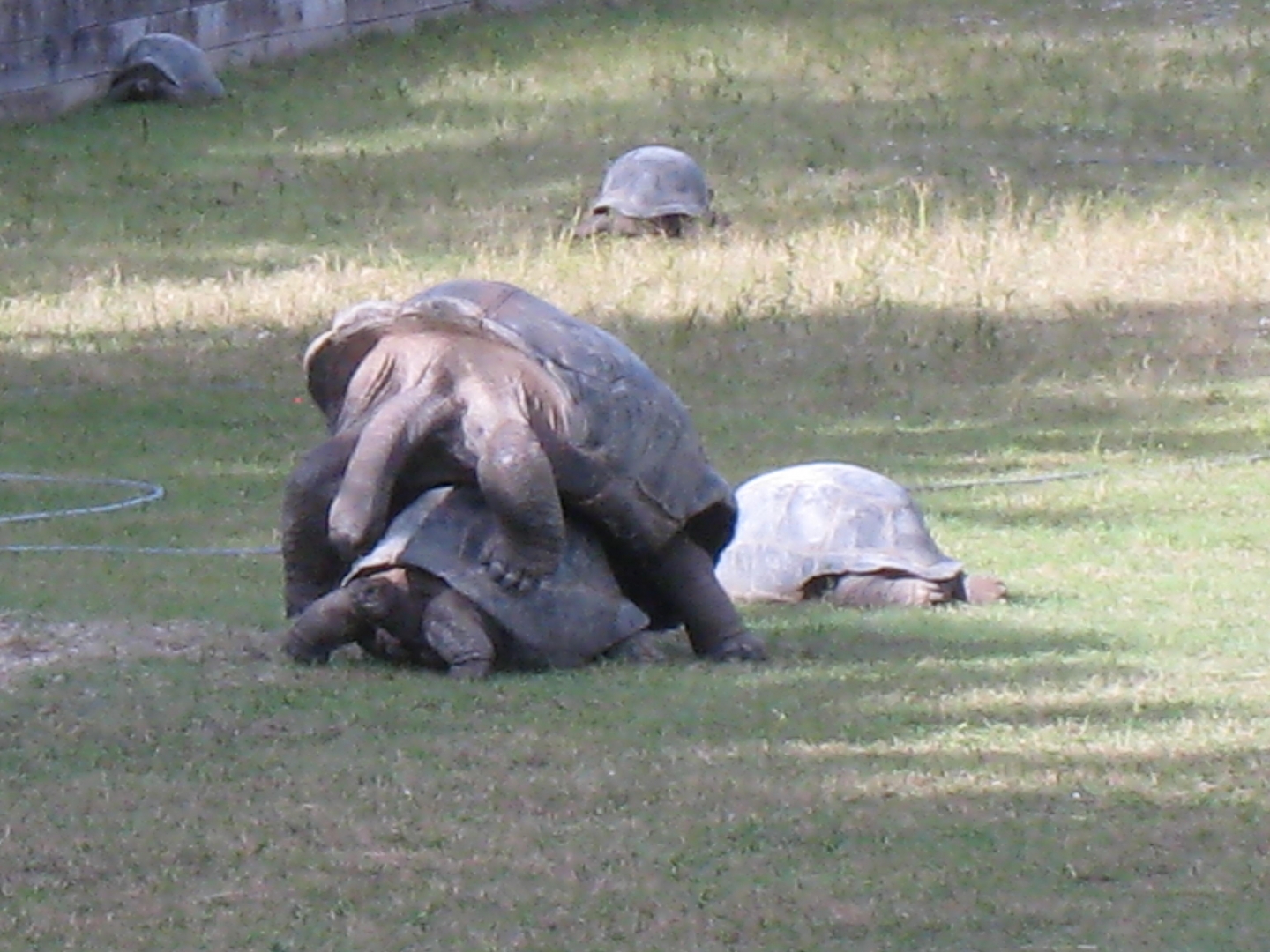 ALDABRA BREEDER