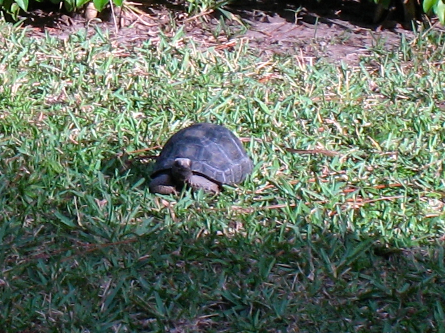 ALDABRA BREEDER