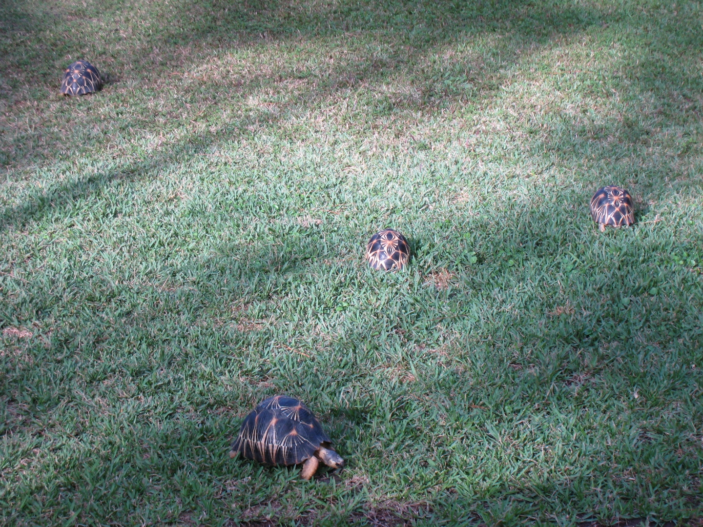 ALDABRA BREEDER