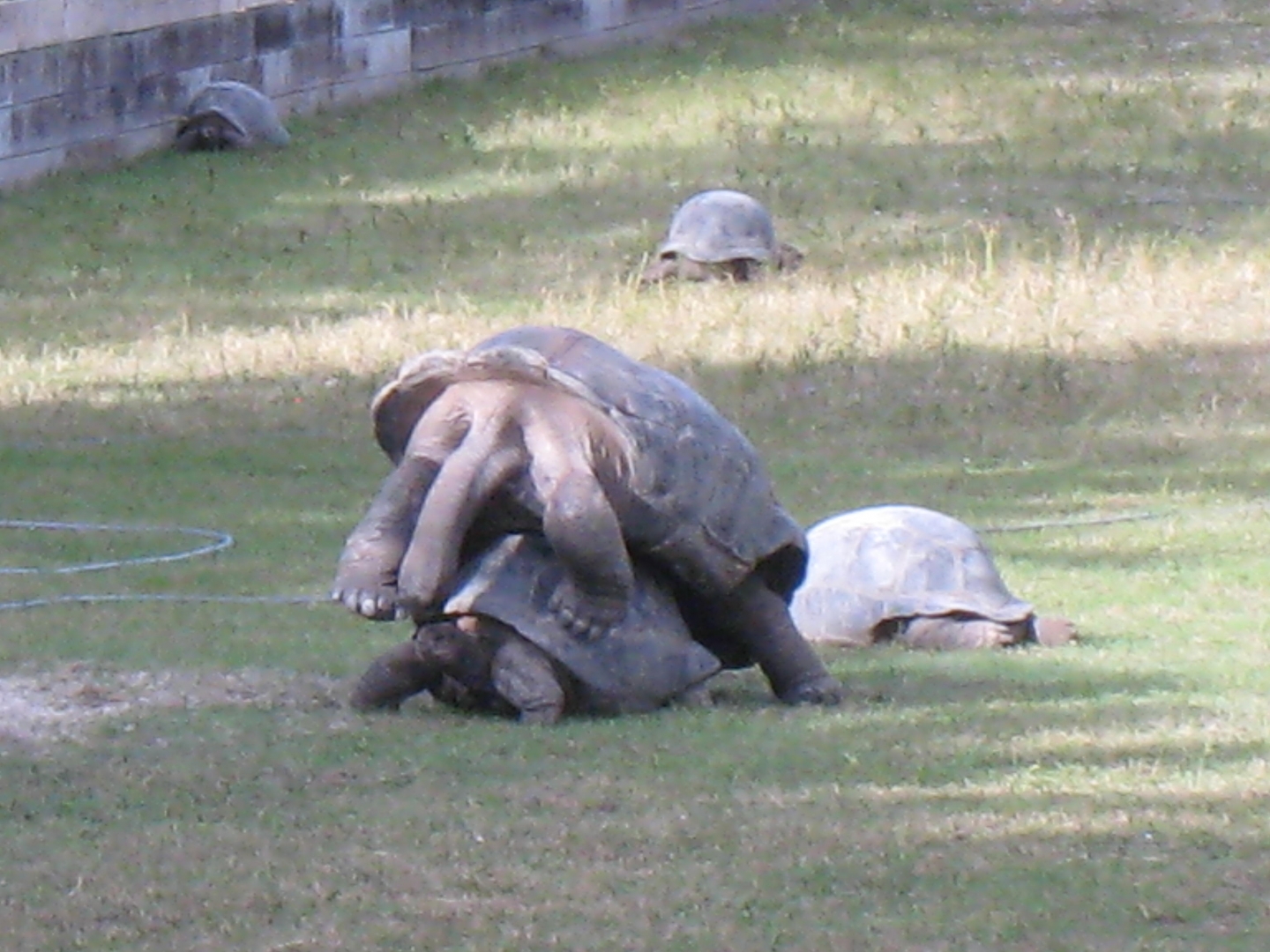 ALDABRA BREEDER