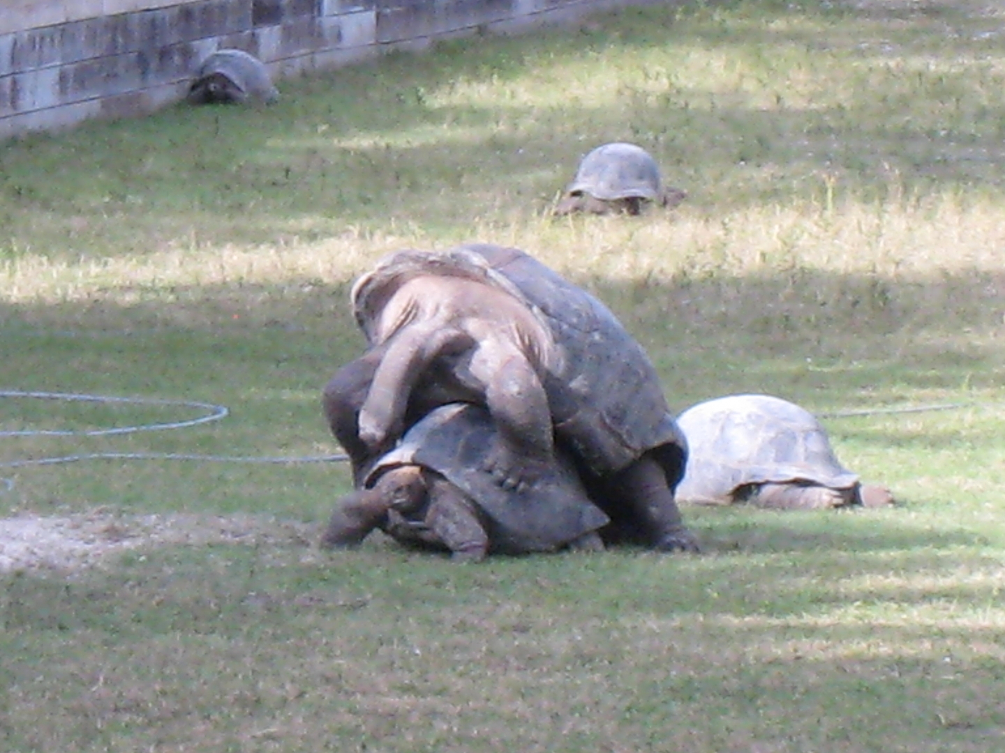 ALDABRA BREEDER