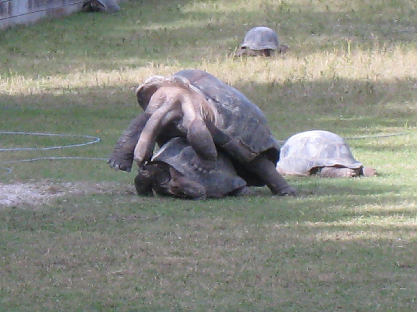 ALDABRA BREEDER