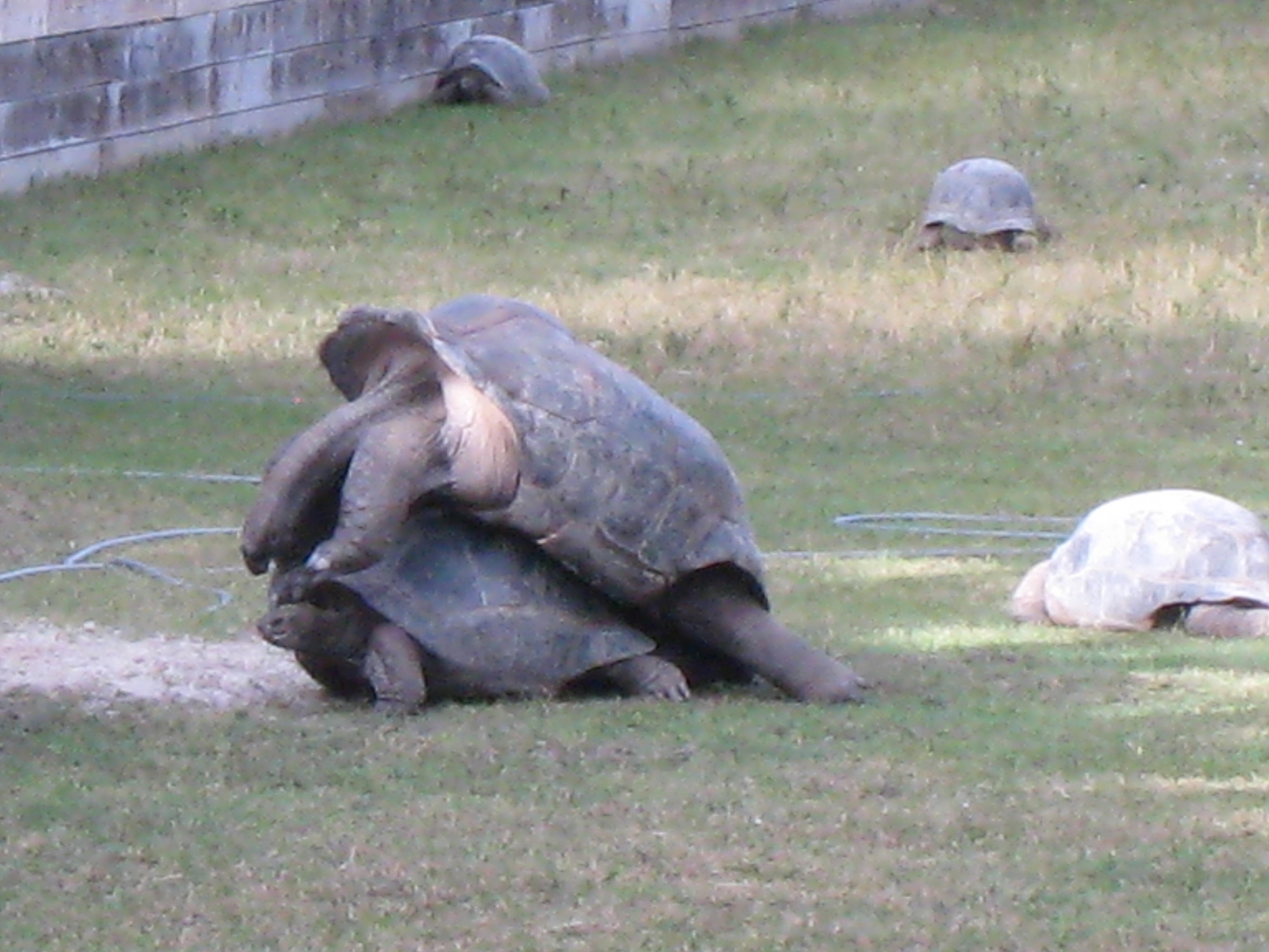 ALDABRA BREEDER