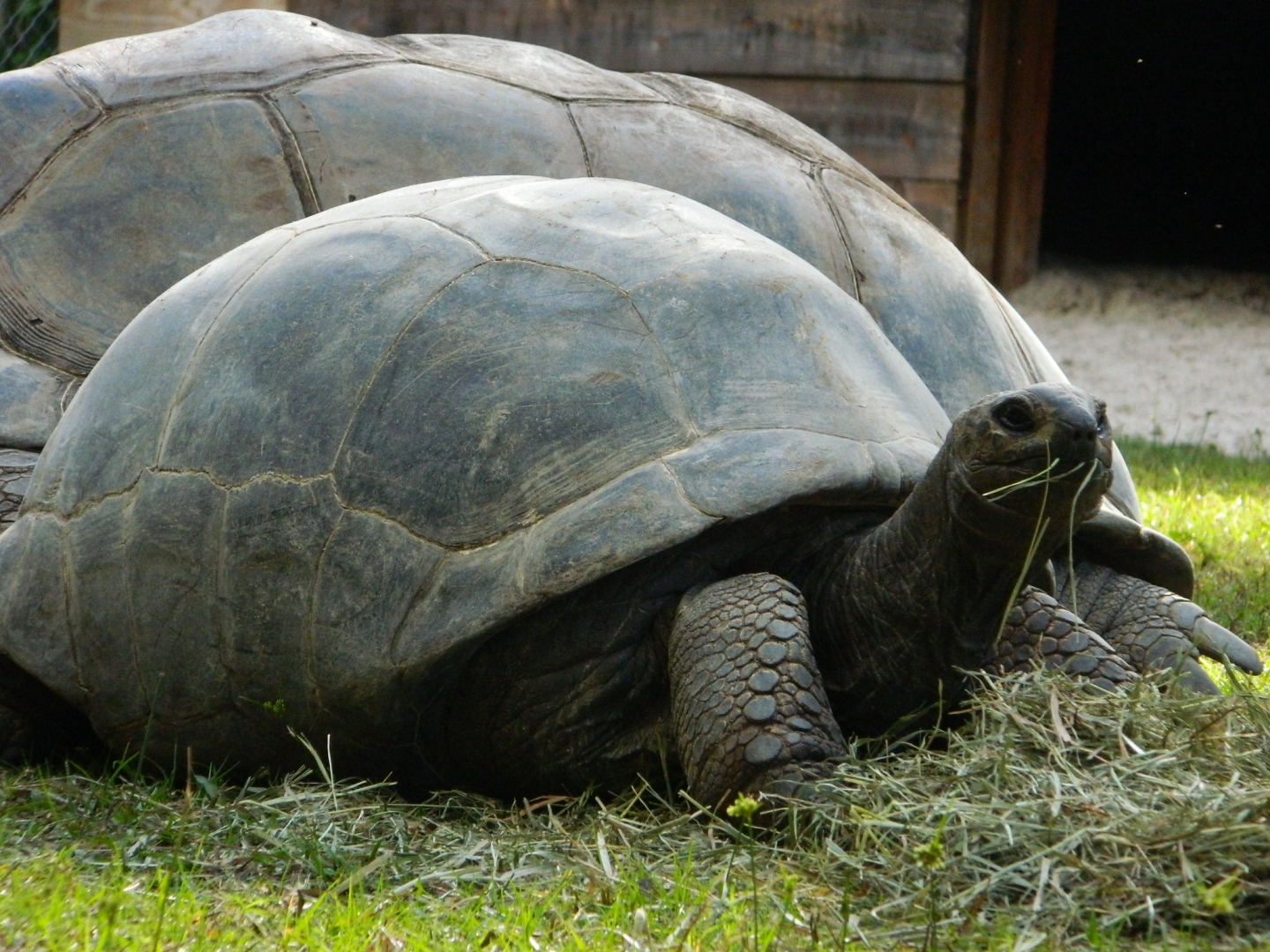 ALDABRA BREEDER