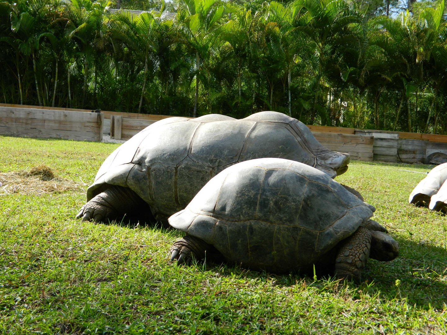 ALDABRA BREEDER