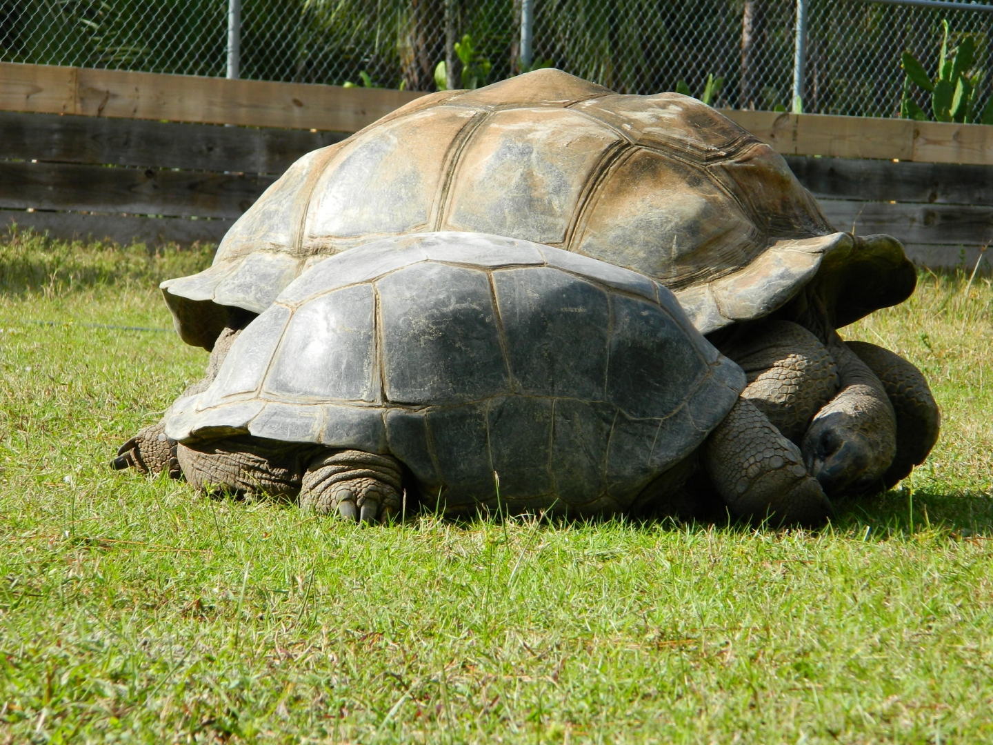 ALDABRA BREEDER