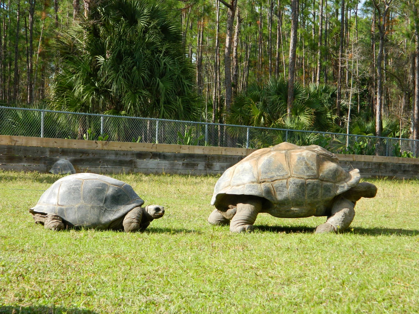 ALDABRA BREEDER