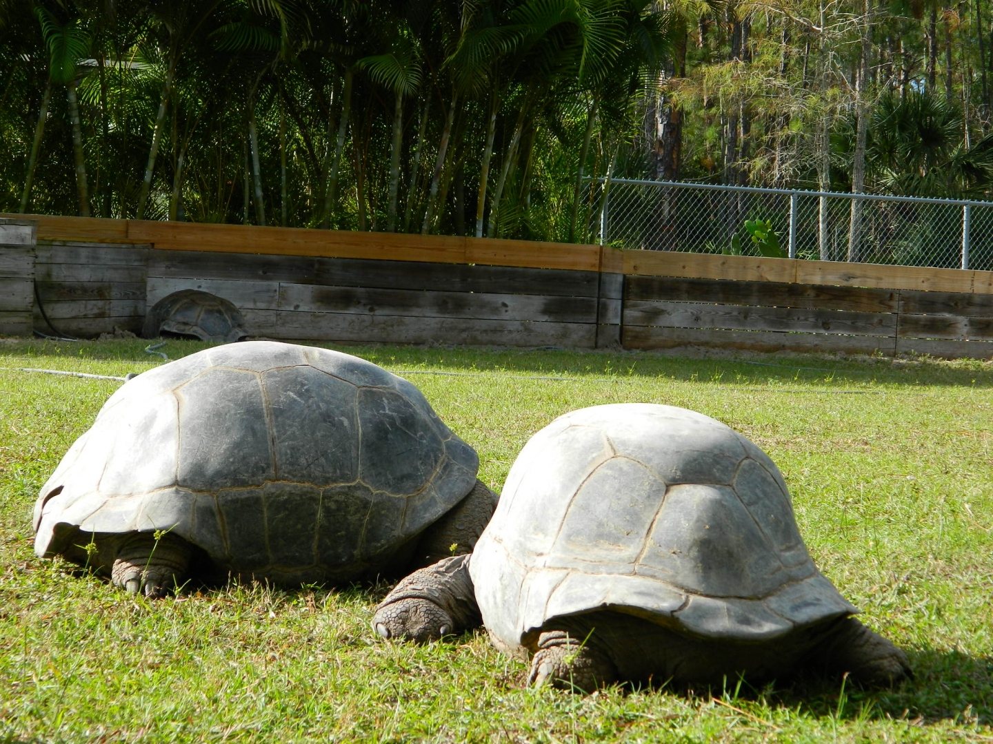 ALDABRA BREEDER