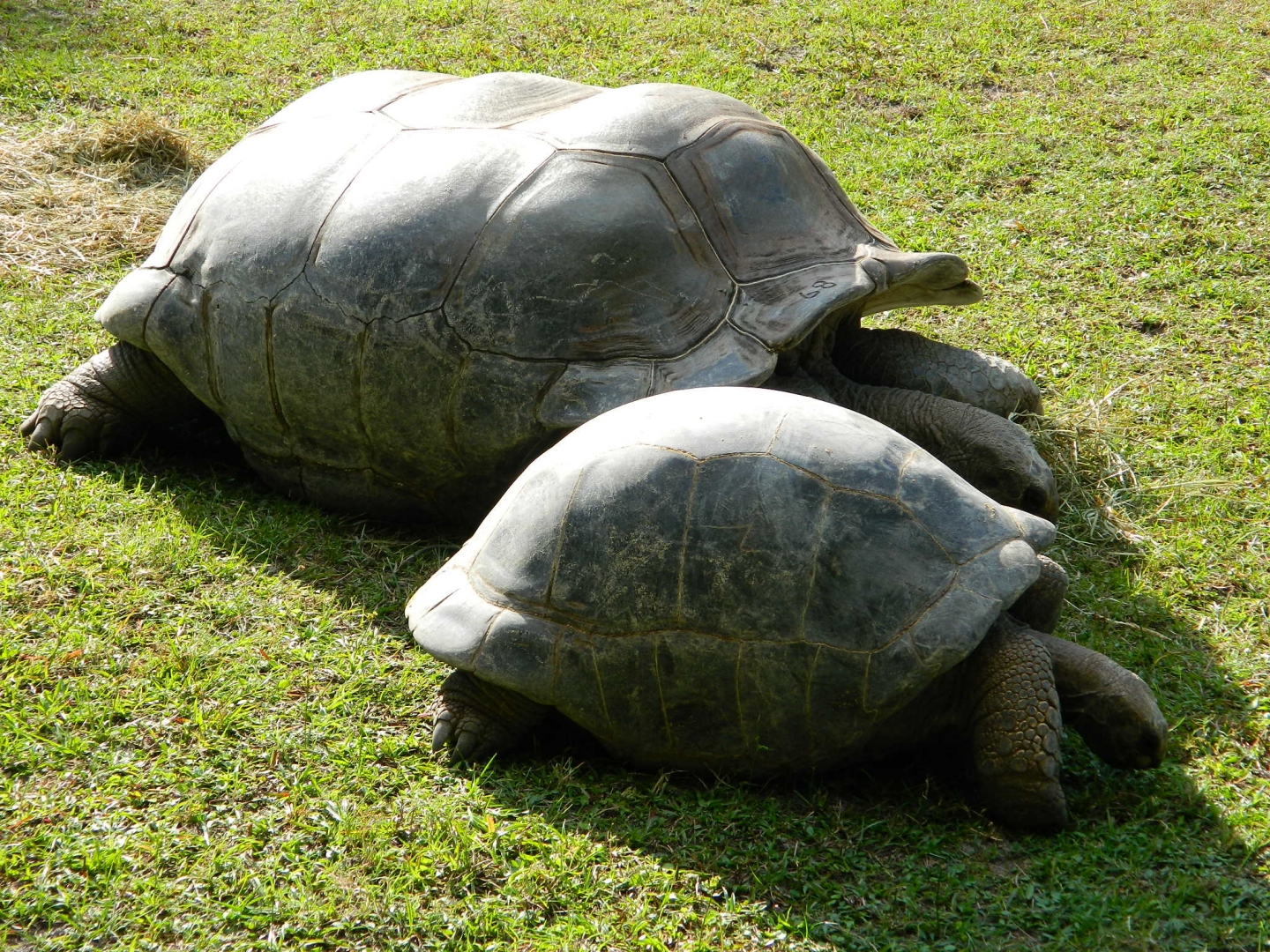 ALDABRA BREEDER