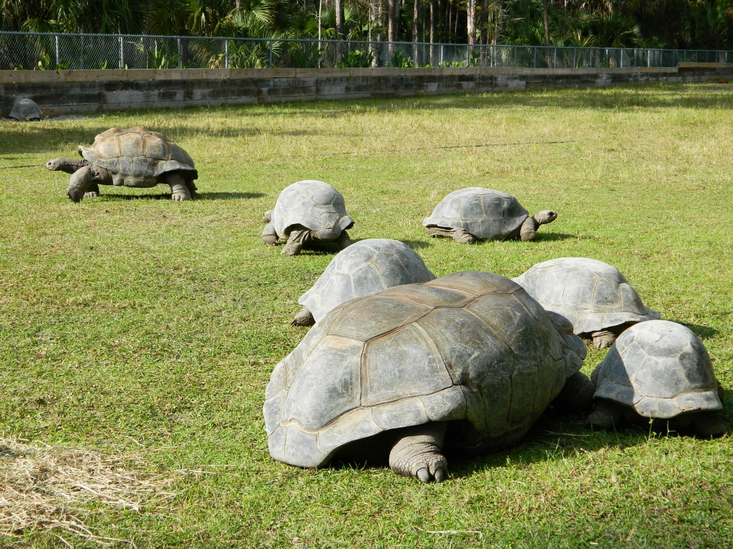 ALDABRA BREEDER