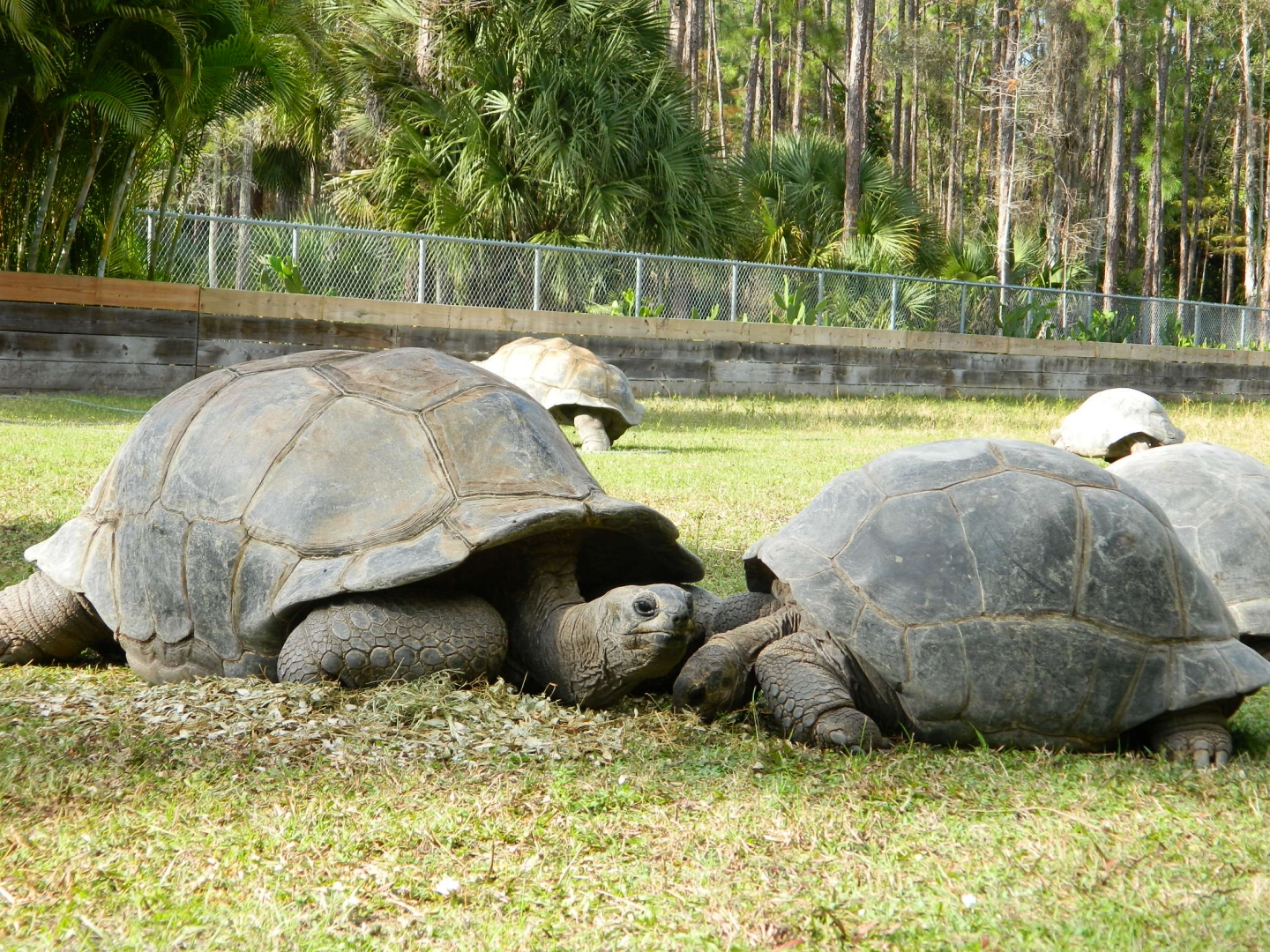 ALDABRA BREEDER