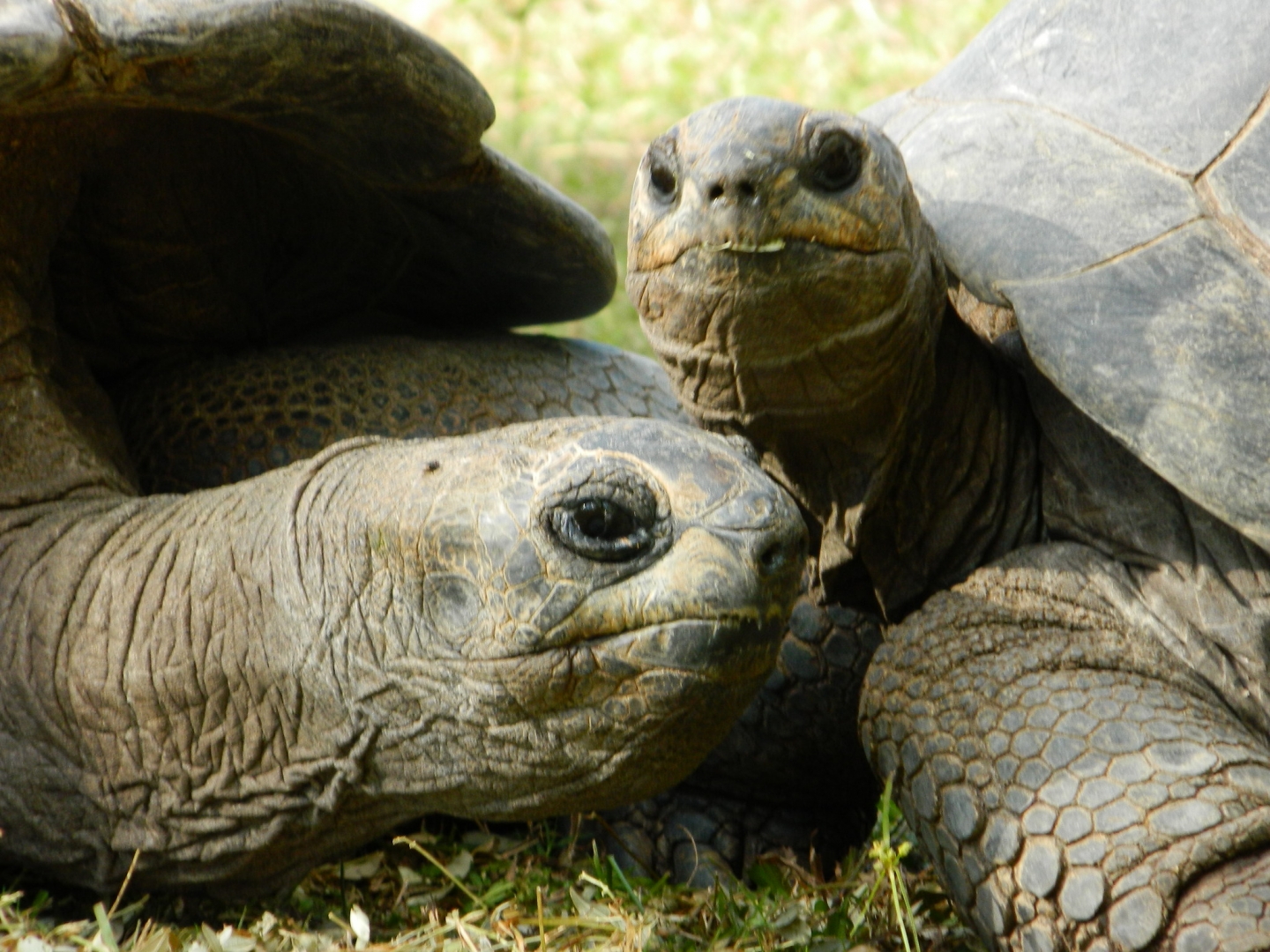 ALDABRA BREEDER
