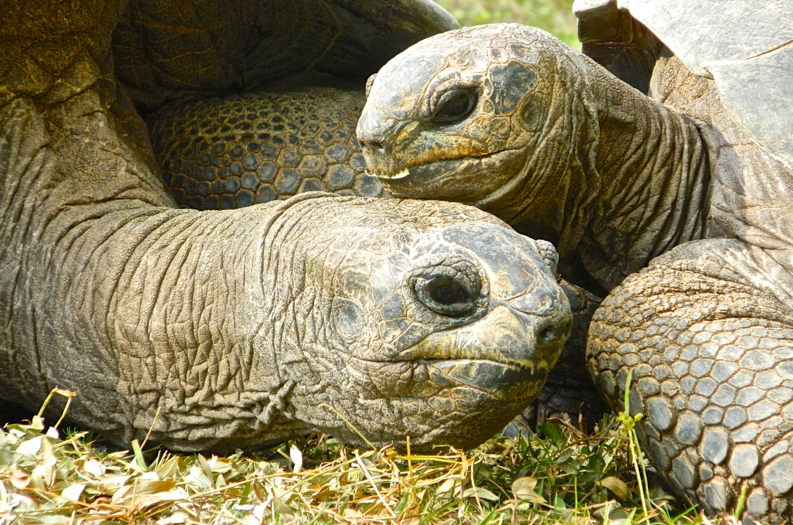 ALDABRA BREEDER