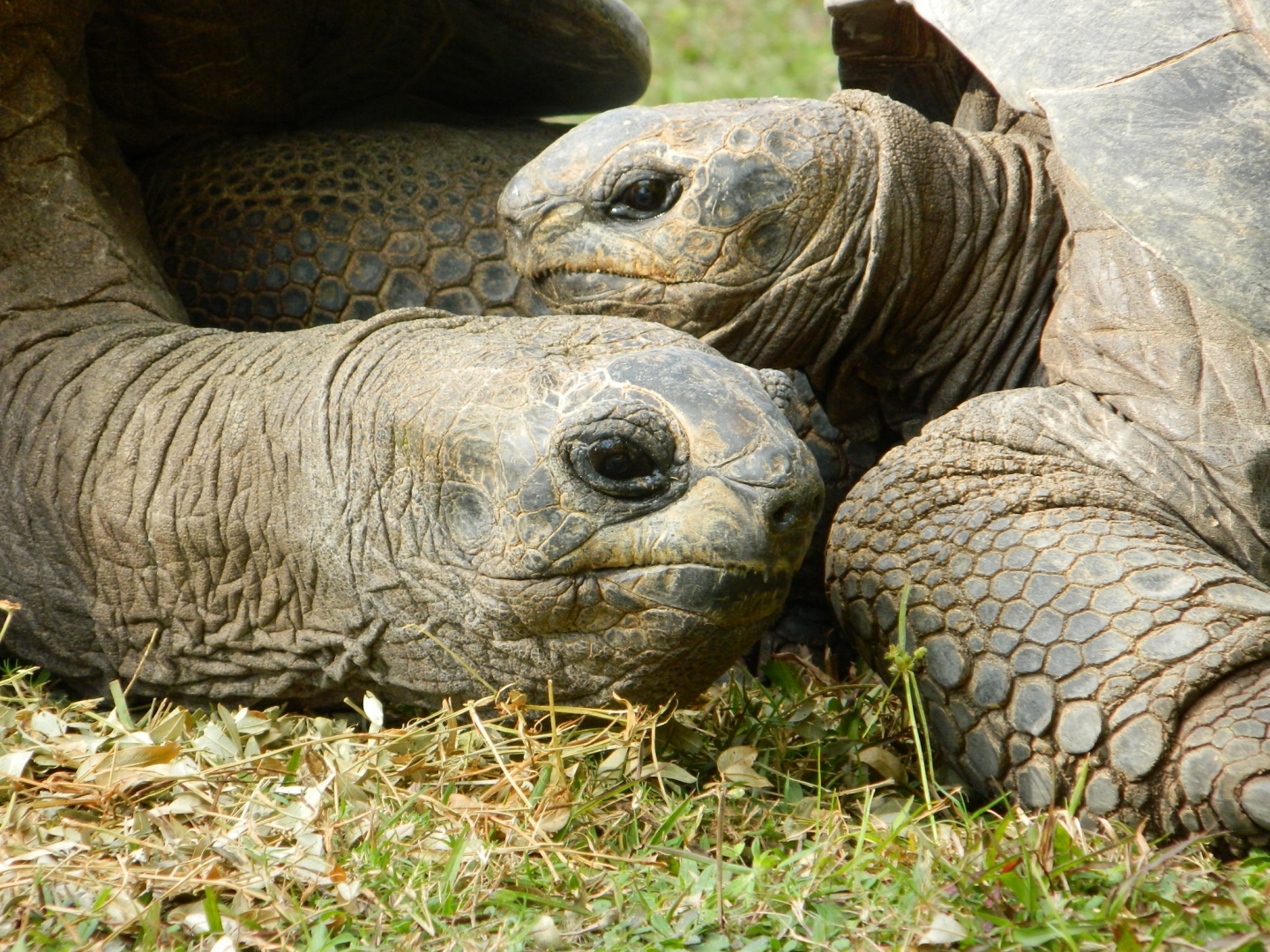 ALDABRA BREEDER