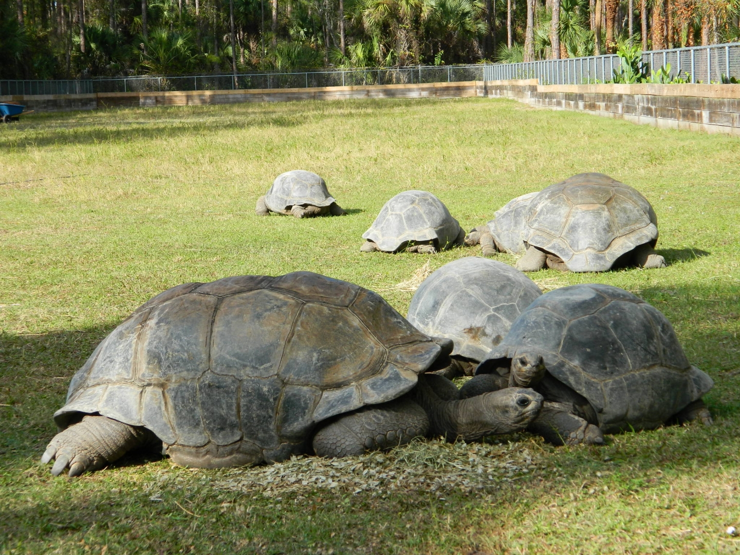 ALDABRA BREEDER