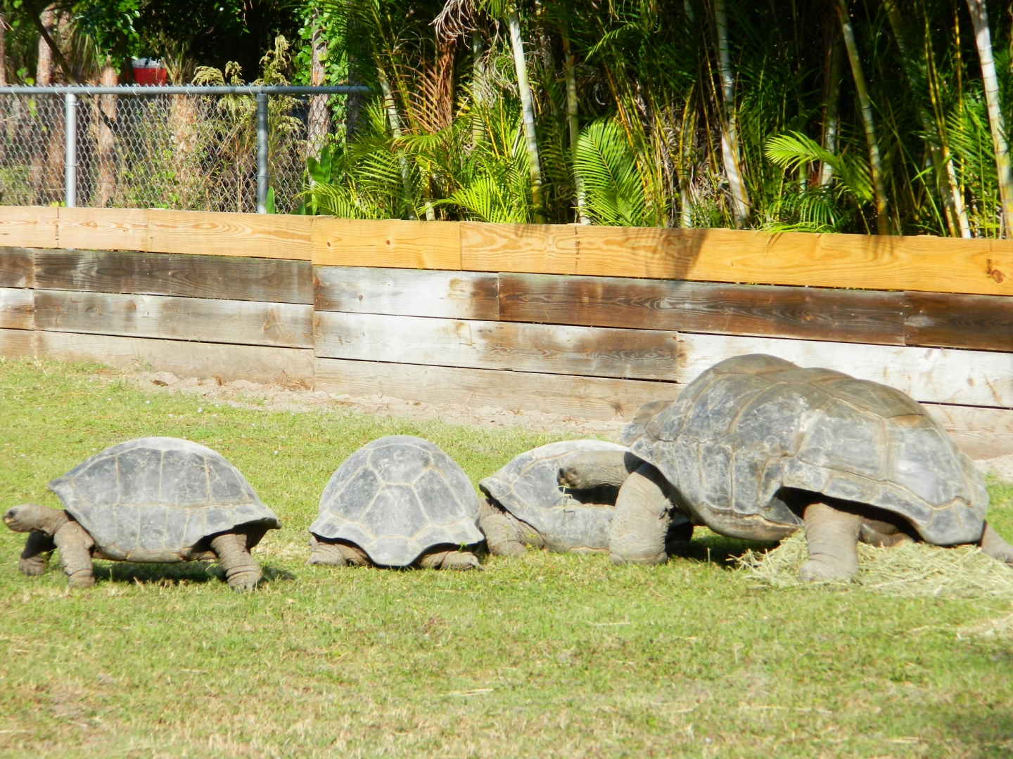 ALDABRA BREEDER