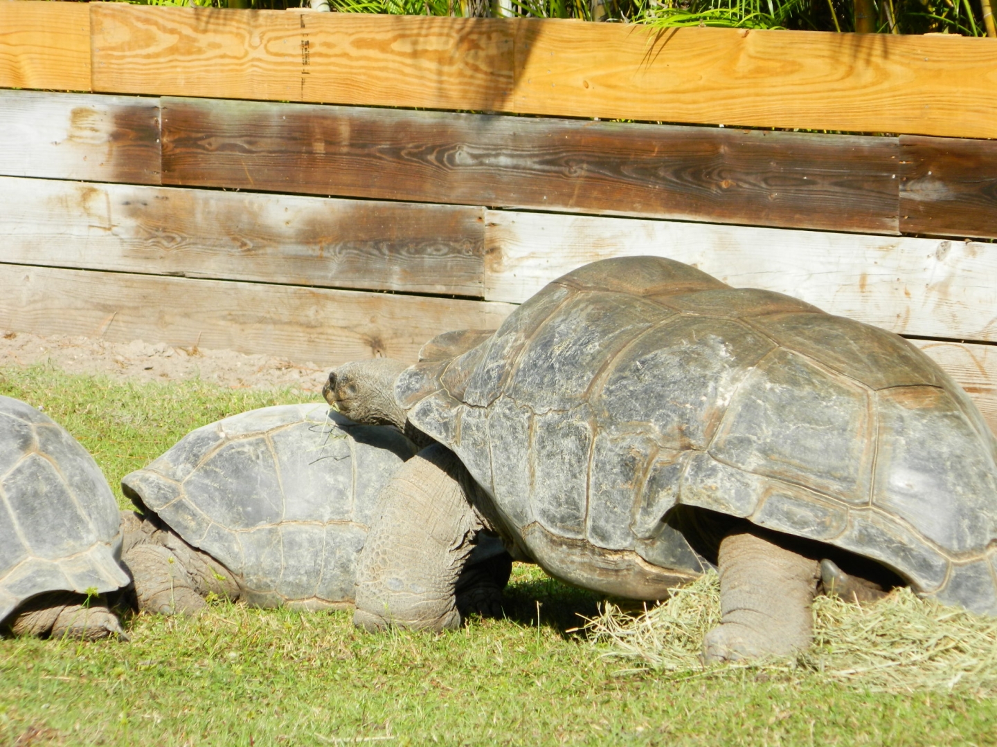 ALDABRA BREEDER