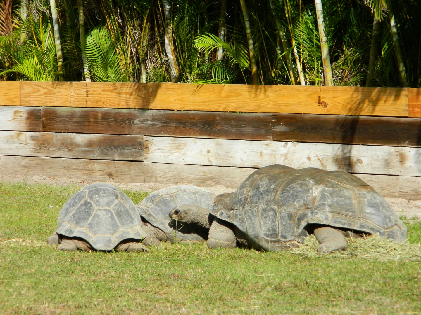 ALDABRA BREEDER