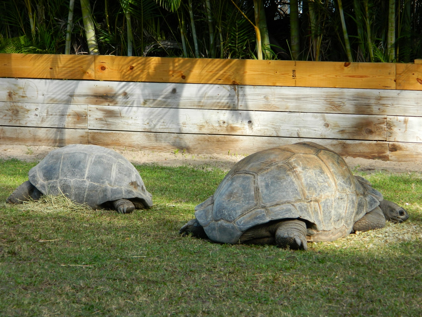 ALDABRA BREEDER