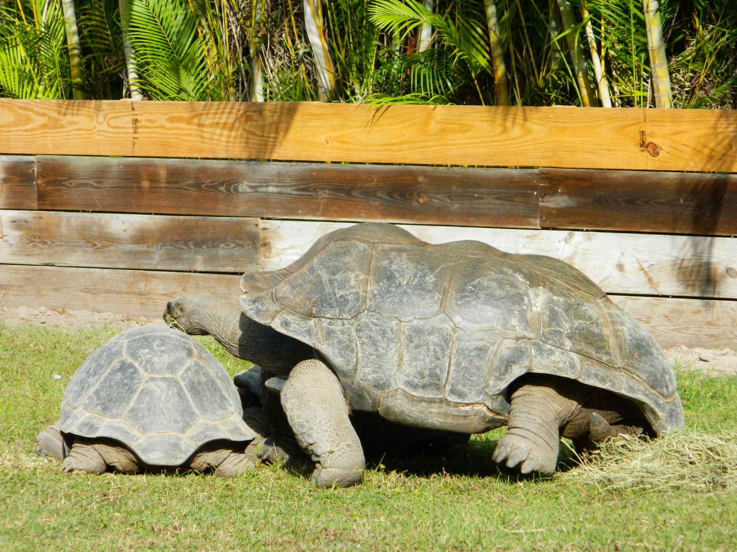ALDABRA BREEDER