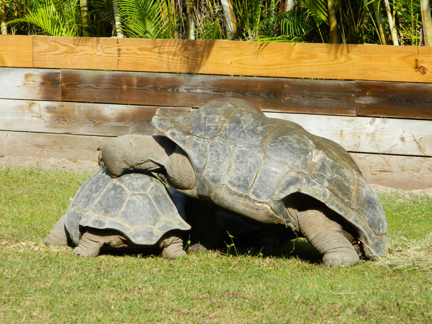 ALDABRA BREEDER