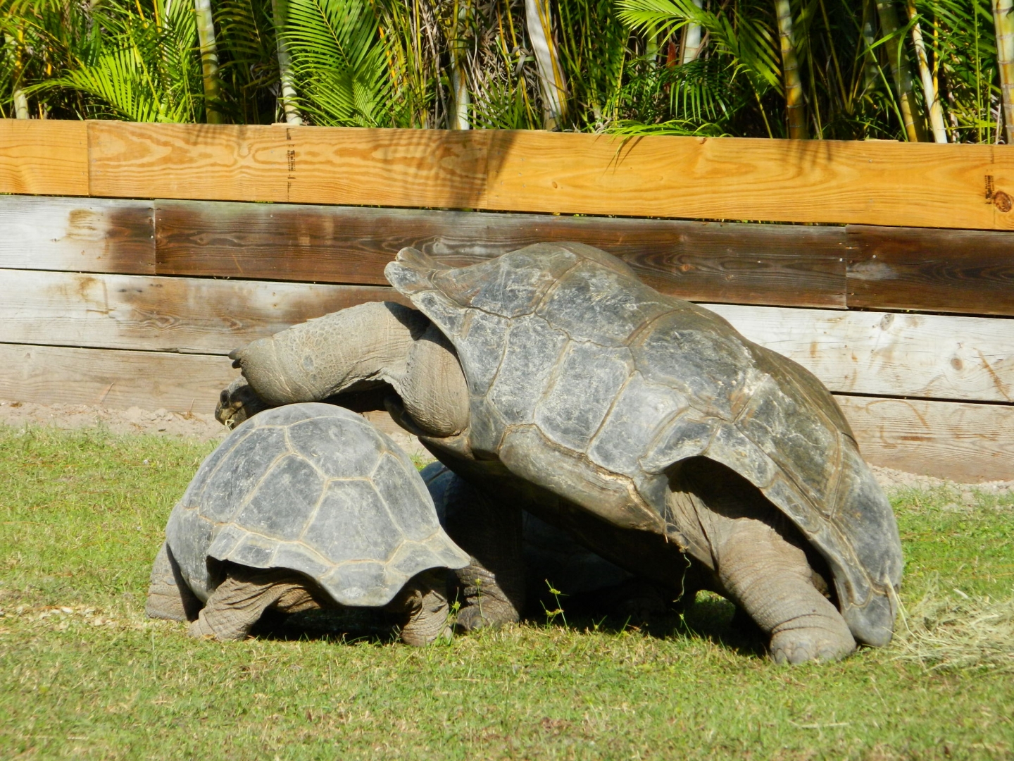 ALDABRA BREEDER