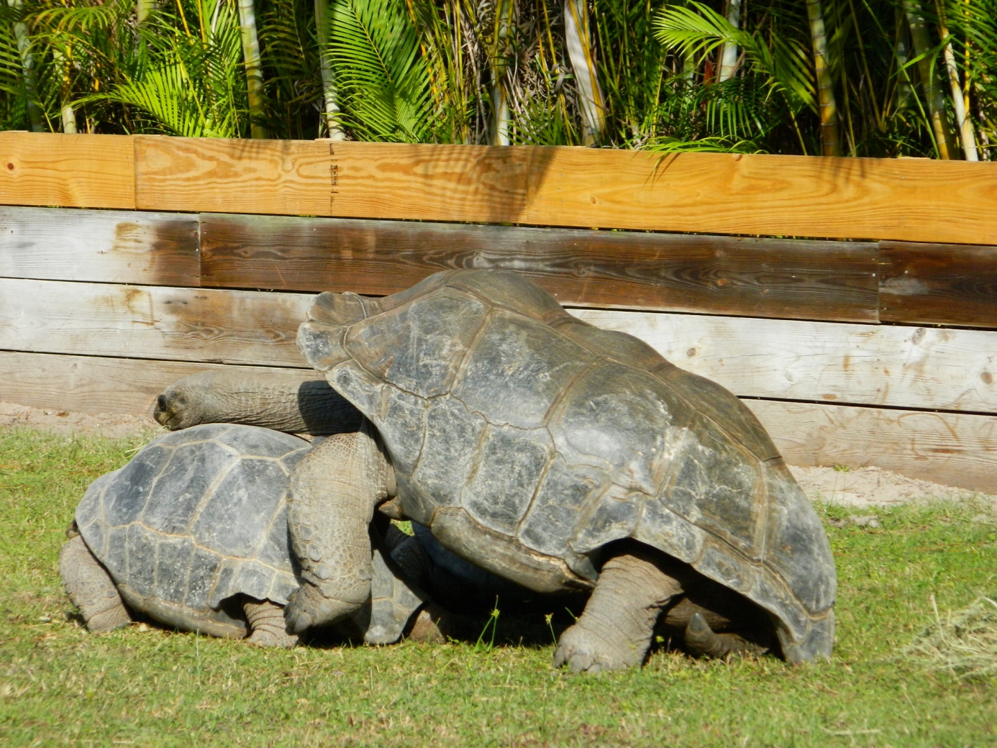 ALDABRA BREEDER
