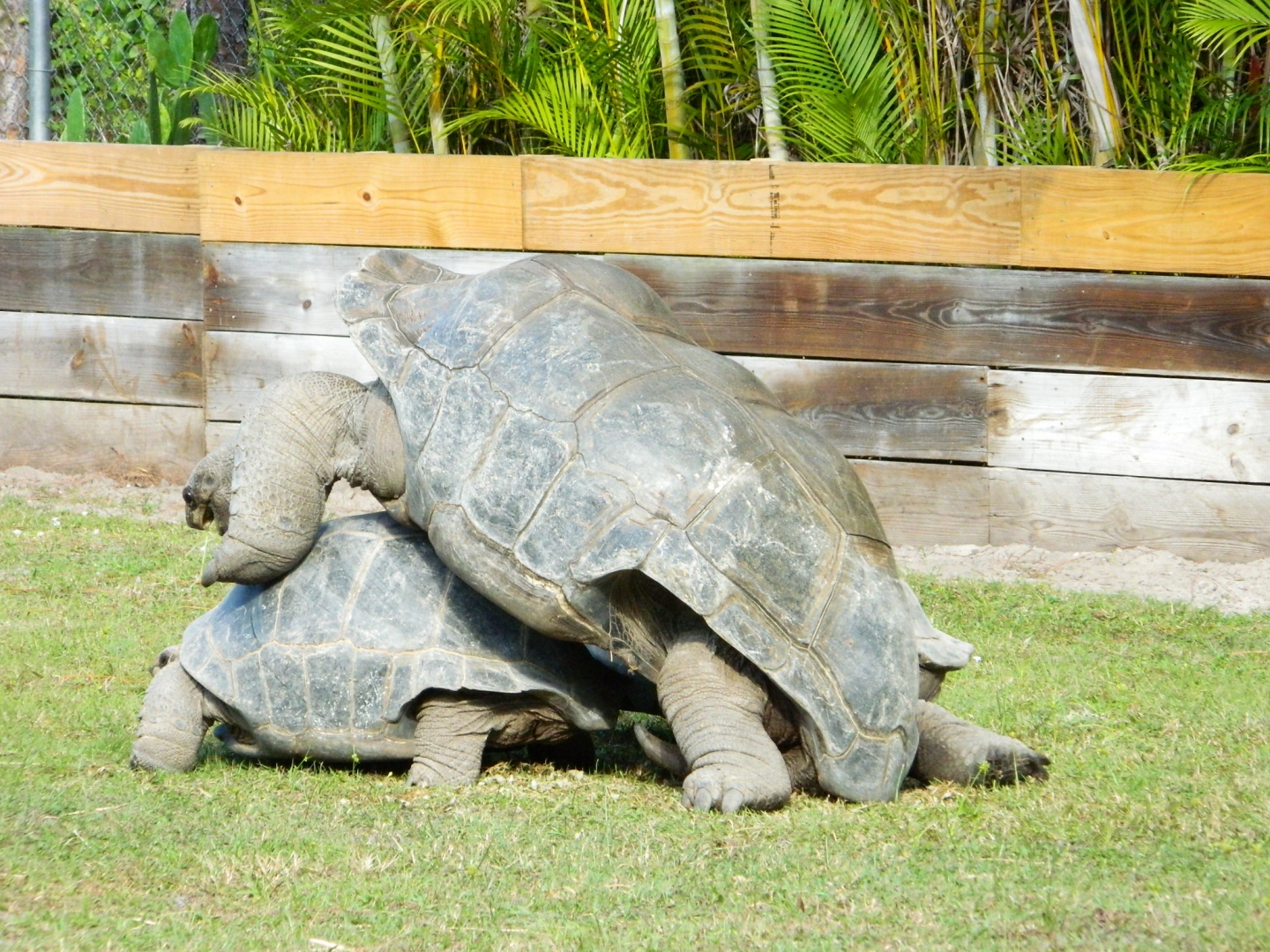 ALDABRA BREEDER